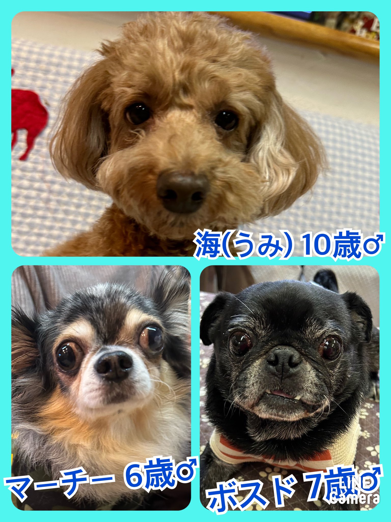 🐾今日の里親様募集中ワンコ🐶メンバーです🐾2023,12,27【保護犬カフェ天神橋店】